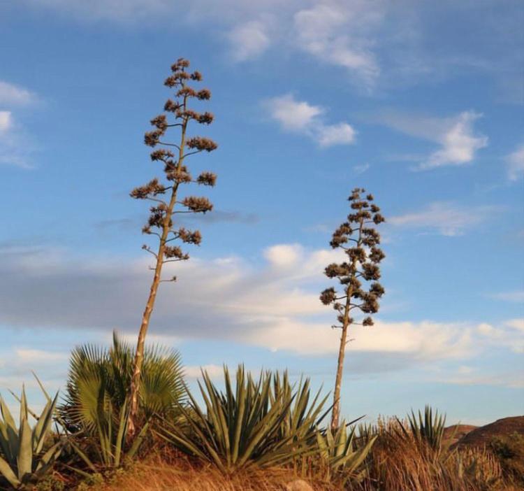 Cortijo Los Garridos - Fernán Pérez Esterno foto